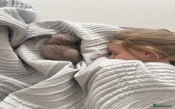 British Shorthair cats for sale: British Shorthair Girl - Image 6