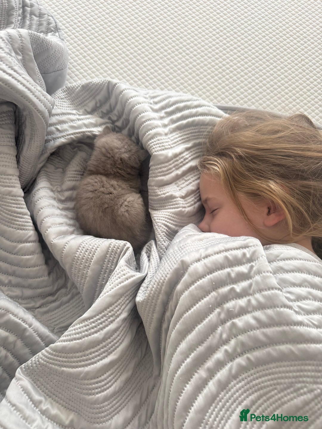 British Shorthair cats for sale: British Shorthair Girl - Image 6