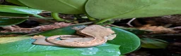 Gecko reptiles for sale: Baby crested geckos  in Derby - Advert 2