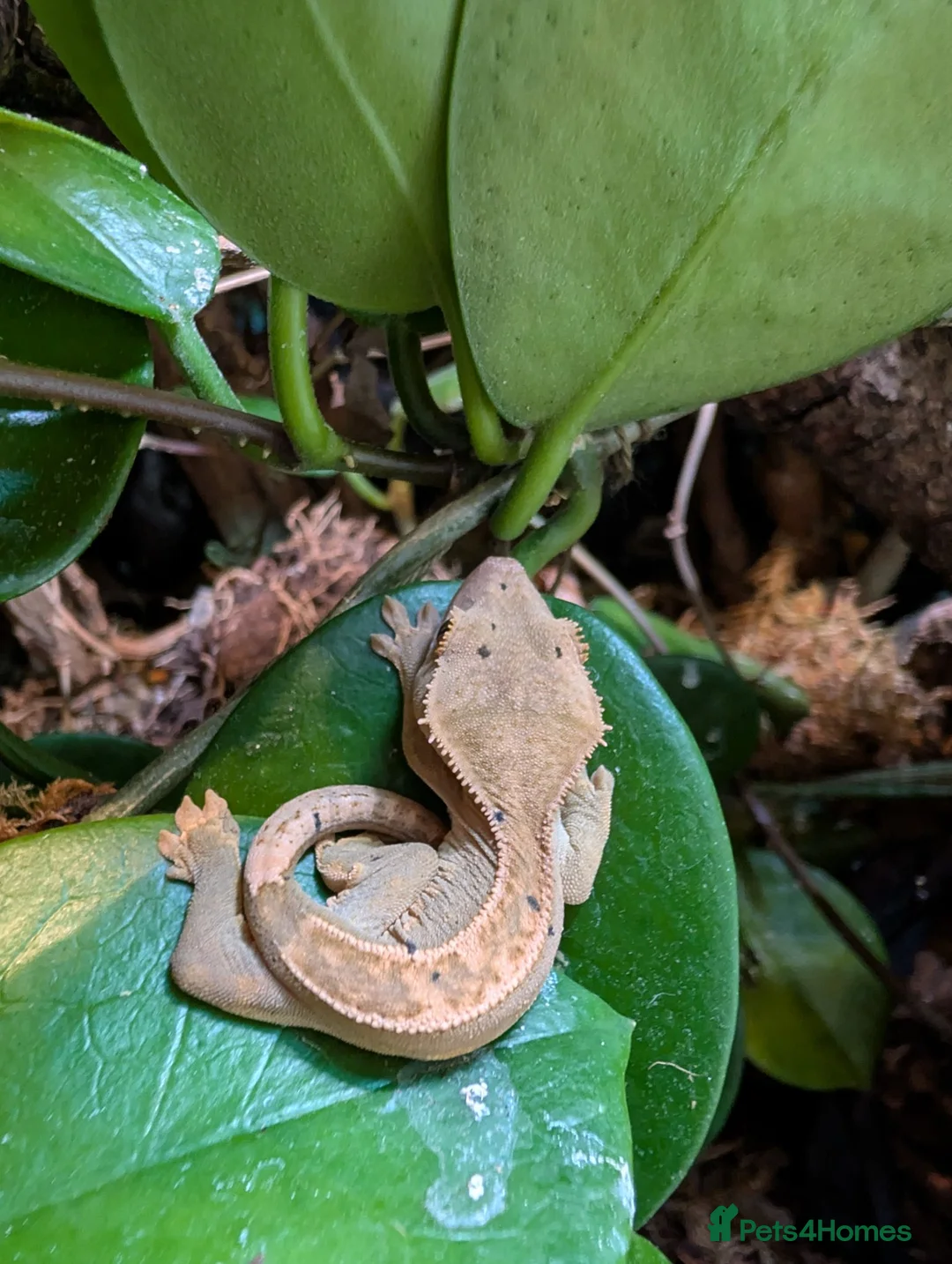 Gecko reptiles for sale: Baby crested geckos  in Derby - Advert 2