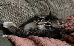 Mixed Breed cats for sale: 3 beautiful female kittens  - Image 24