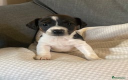 Jack Russell dogs for sale: Stunning Jack Russell Puppies - Advert 10