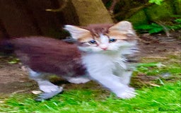 British Shorthair cats for sale: Loving kittens looking for a loving home - Image 15