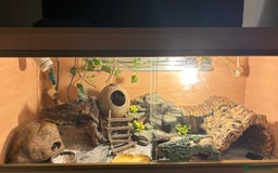 Leopard Gecko reptiles for sale: Female leopard gecko  - Advert 4