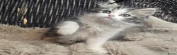 Persian cats for sale: Beautiful Persian babies available now  - Advert 4