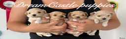 Maltipoo dogs for sale: Tiny maltipoo puppies Asian poodle dad  - Advert 1