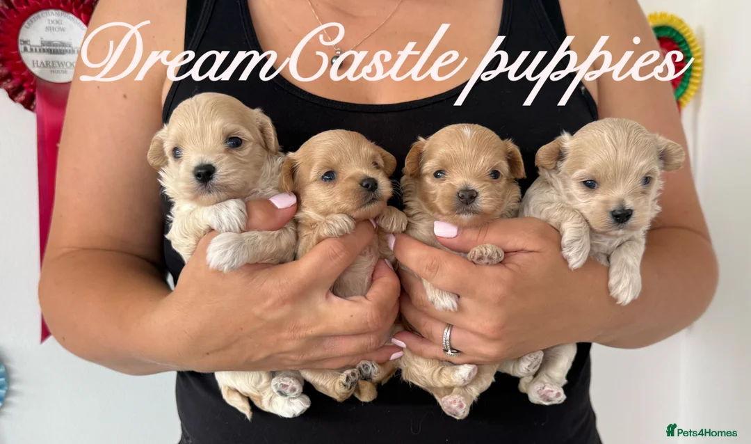Maltipoo dogs for sale: Tiny maltipoo puppies Asian poodle dad  - Advert 1