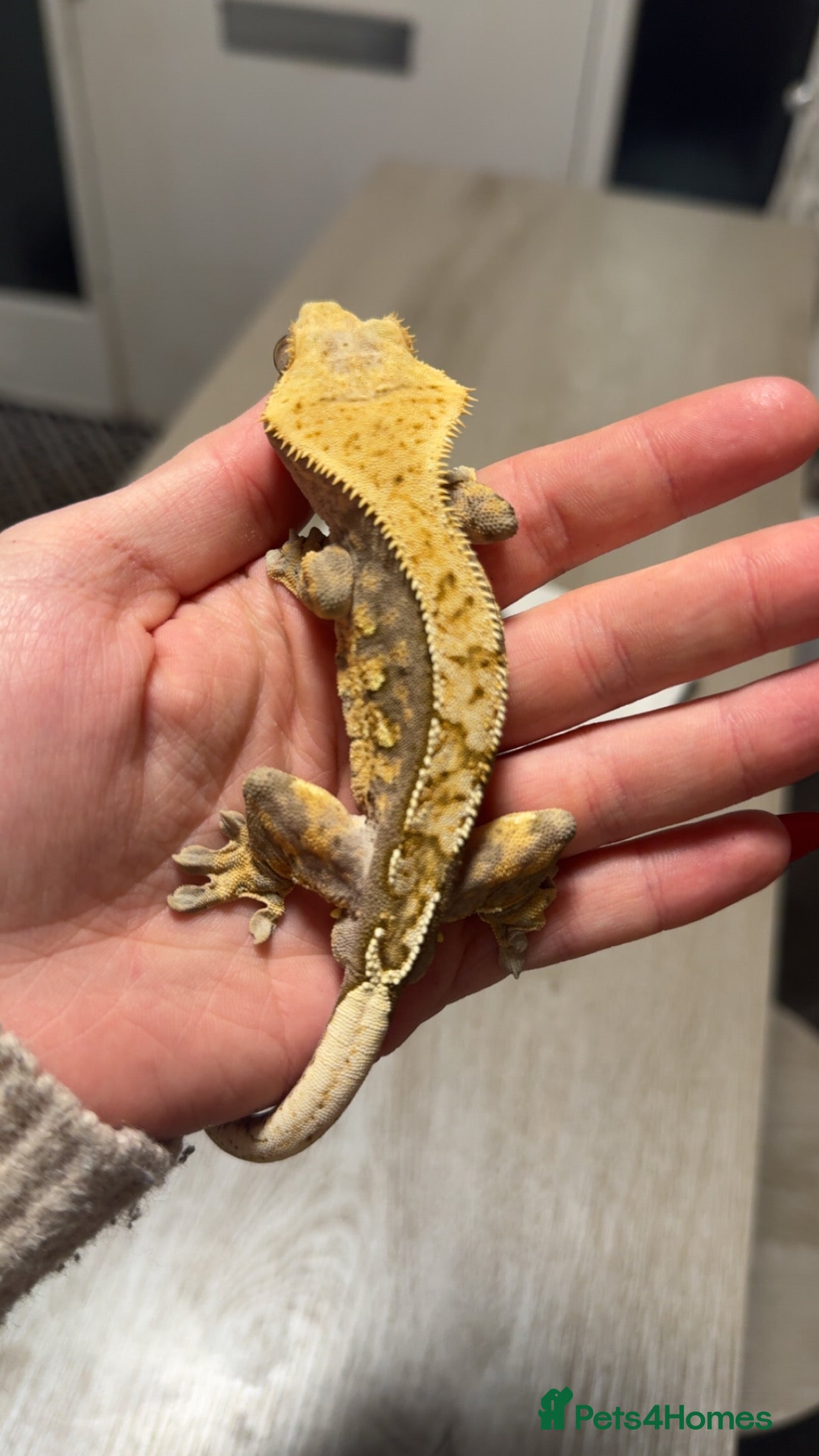 Gecko reptiles Crested gecko  in Ashford - Advert 1