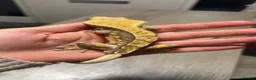 Gecko reptiles for sale: Crested gecko  in Ashford - Advert 1