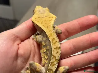 Gecko reptiles Crested gecko in Ashford - Advert 1