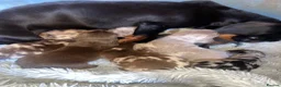 Miniature Dachshund dogs for sale: Miniature dachshunds in Newport - Advert 14