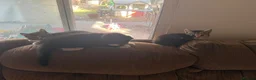 Mixed Breed cats for sale: 4Adorable Little Kittens Looking for Loving Homes  in Grays - Advert 3