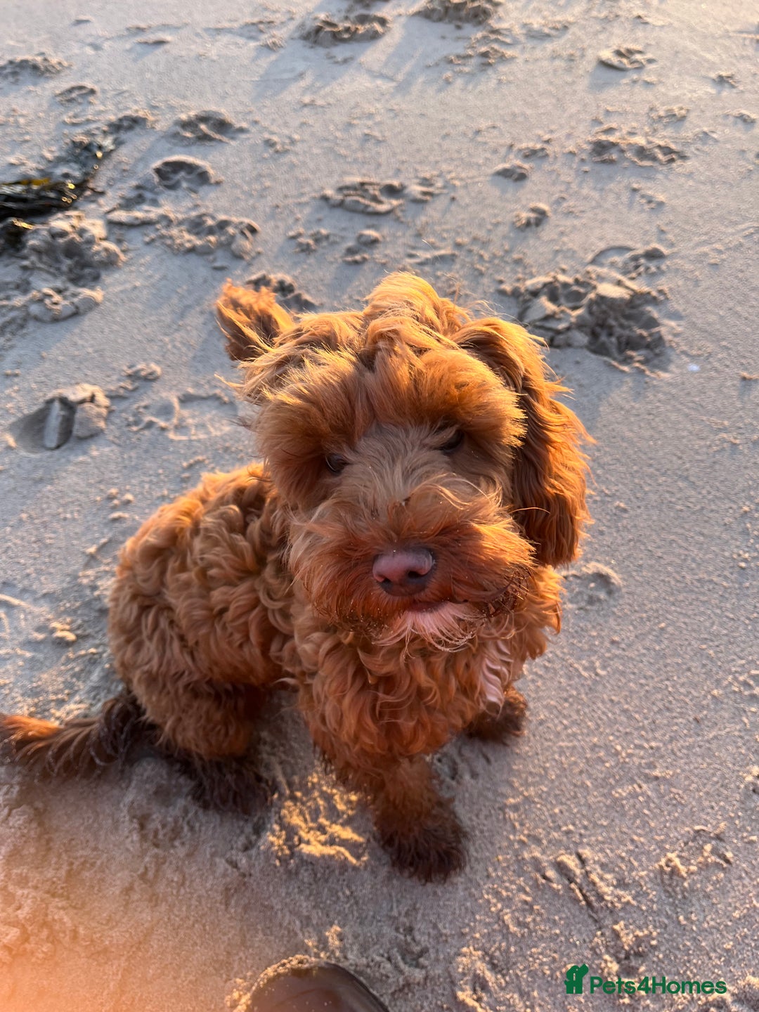 Mixed Breed dogs for sale: Cavapoo - Advert 4