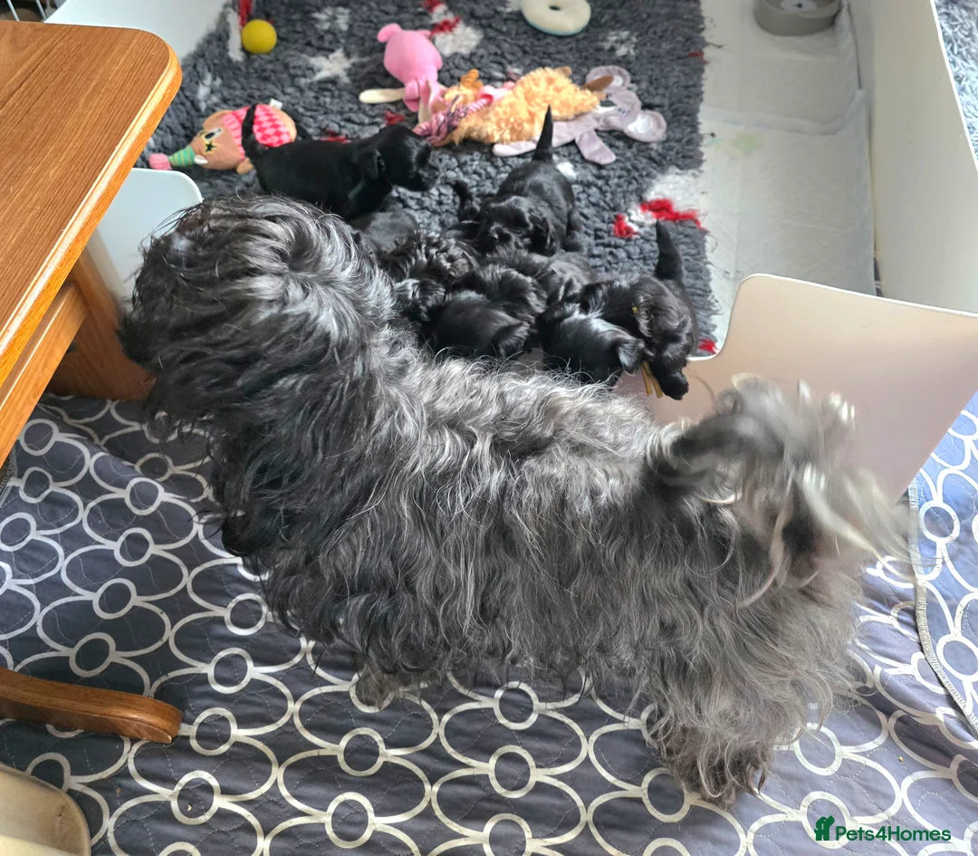 Havanese dogs for sale: The Dog of the 21st Century! in Haverfordwest - Advert 8