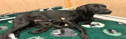 Labrador Retriever dogs for sale: Labrador retriever pups  - Advert 3