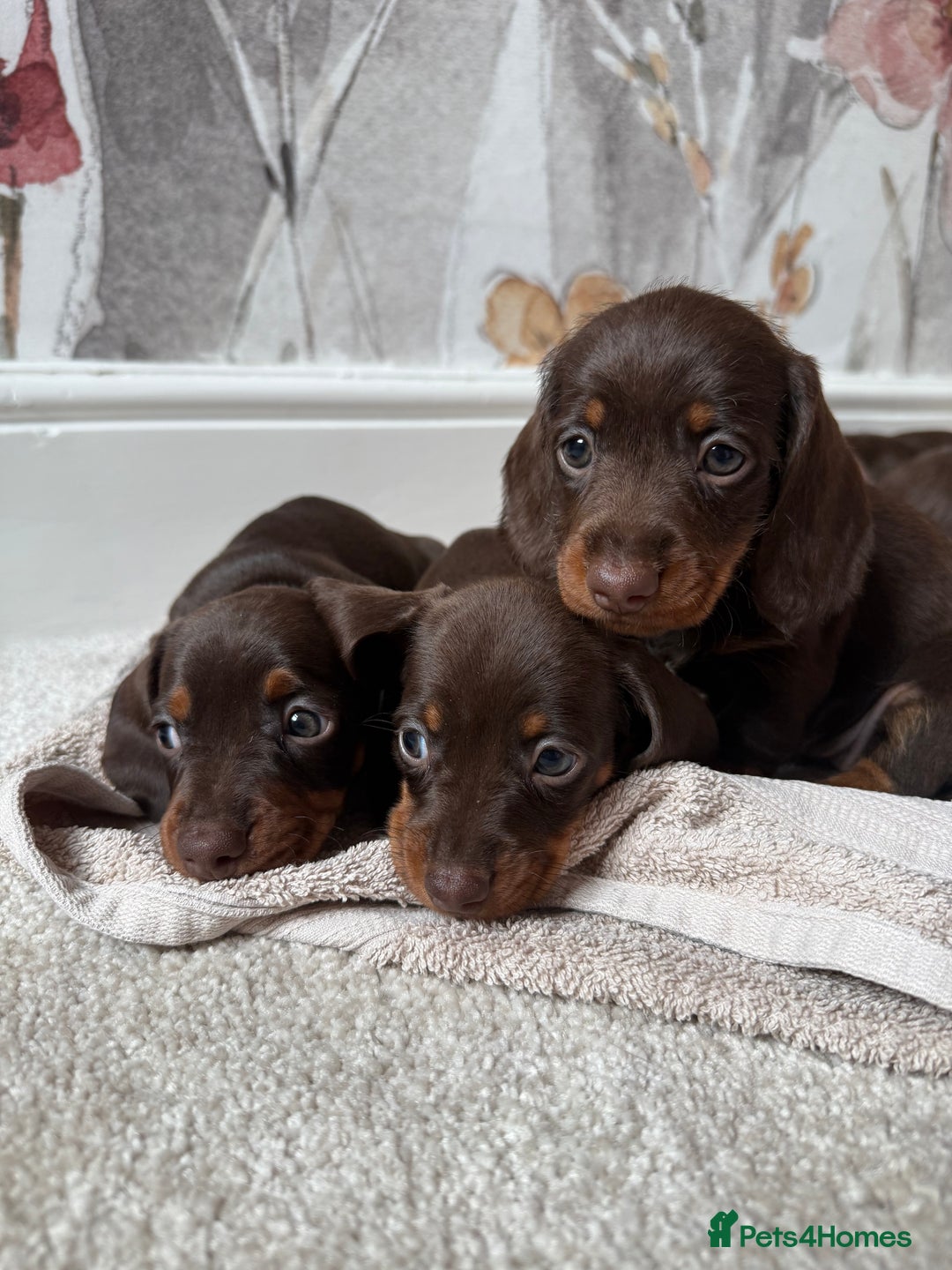 Miniature Dachshund dogs for sale: Quality miniature dachshund puppies  - Image 7