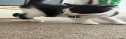 Mixed Breed cats for sale: Beautiful kittens for sale - Advert 7