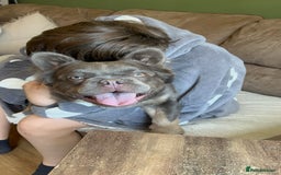 French Bulldog dogs for sale: Fluffy french bulldog  - Image 2