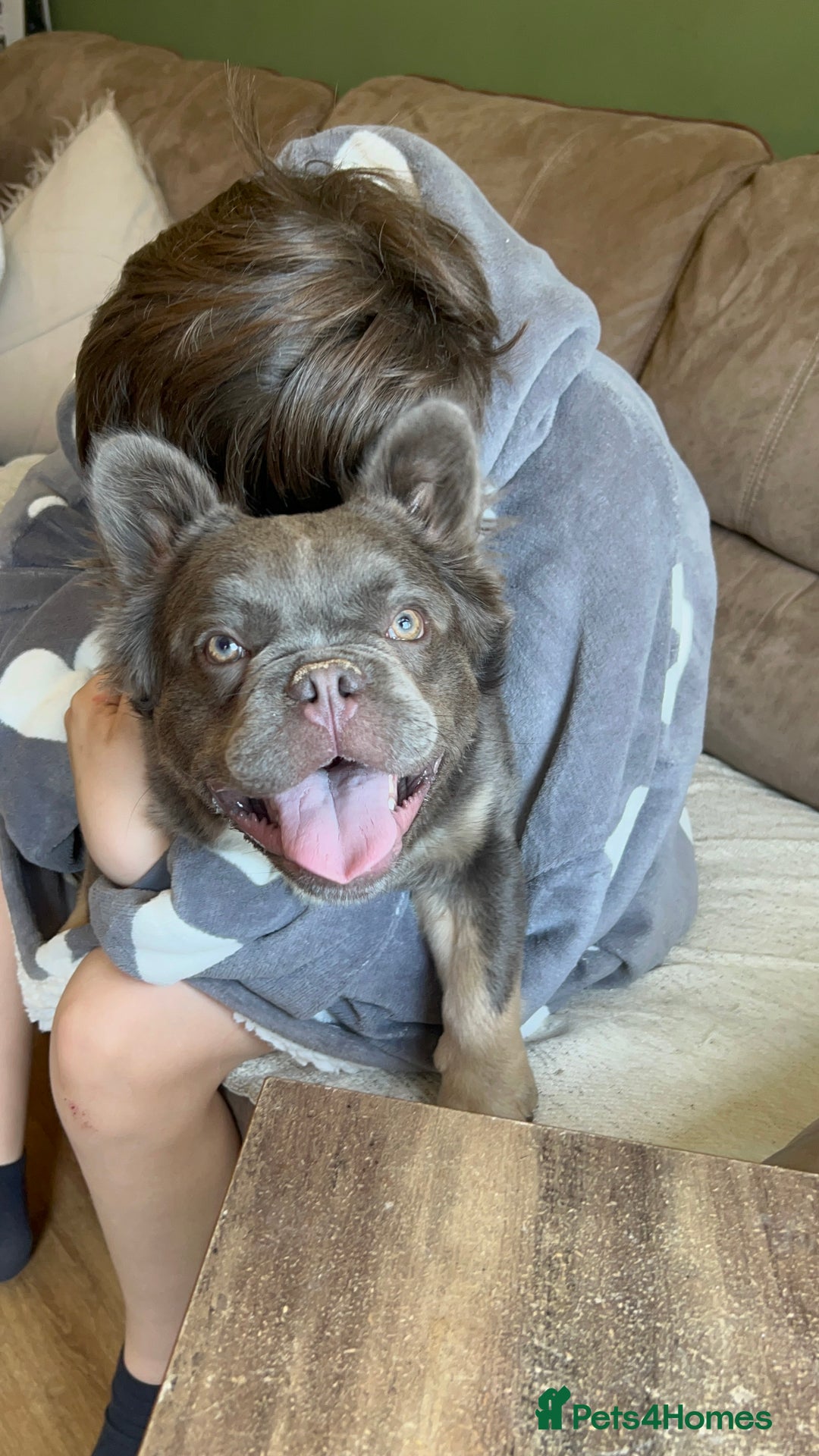 French Bulldog dogs for sale: Fluffy french bulldog  - Image 2