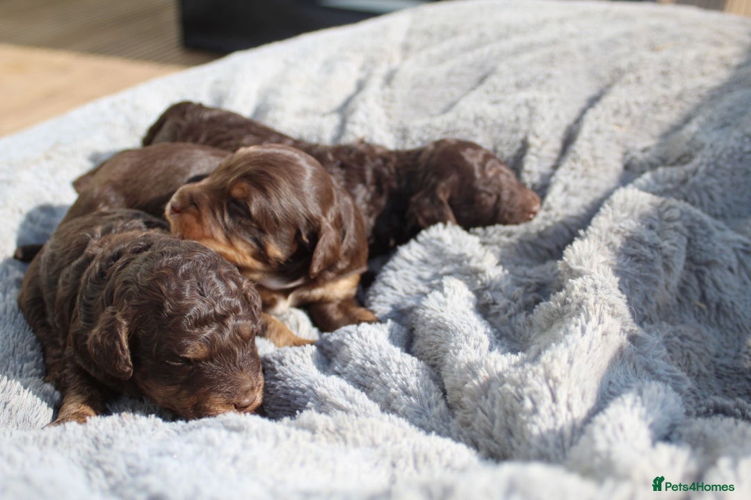 Labradoodle dogs for sale: Mini Labradoodles  - Image 10