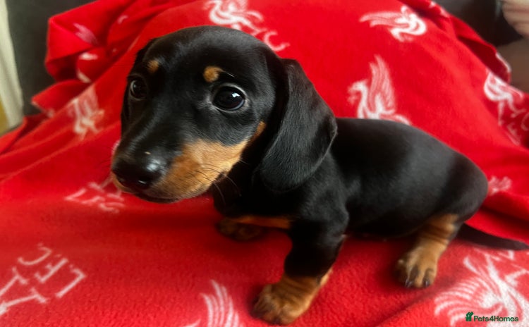 Miniature Dachshund dogs - Advert 10