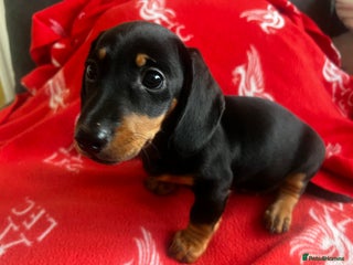 Miniature Dachshund dogs - Advert 21