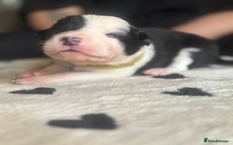 Mixed Breed dogs for sale: Beautiful Huntaway x Collie pups  - Image 9