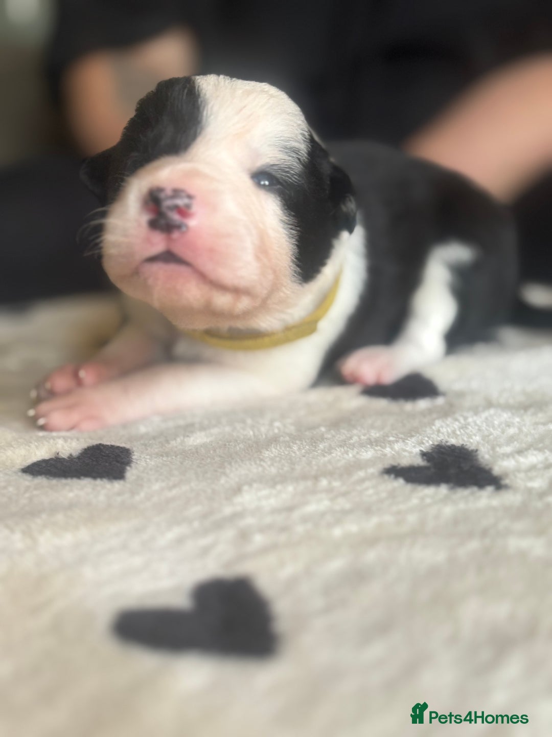Mixed Breed dogs for sale: Beautiful Huntaway x Collie pups  - Image 9