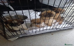 Mixed Breed dogs for sale: Shih tzu cross Jack Russell - Image 3