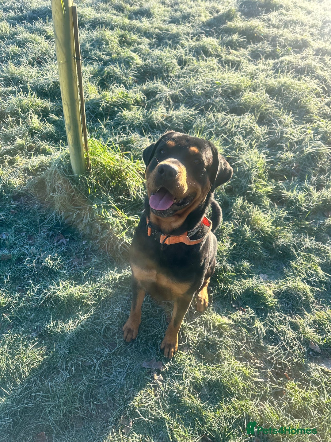 Rottweiler dogs for stud: Beautiful Rottweiler for stud  - Advert 1