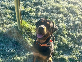 Rottweiler dogs Beautiful Rottweiler for stud - Advert 1