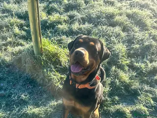 Rottweiler dogs Beautiful Rottweiler for stud - Advert 6