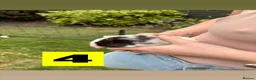 Guinea Pig rodents for sale: Male and female baby guinea pigs  - Advert 7