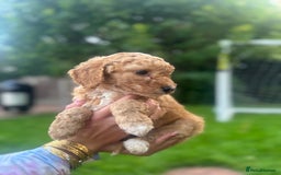 Cockapoo dogs for sale: Cockapoo pups for sale  - Image 12