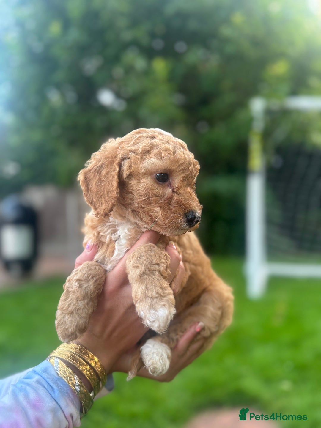 Cockapoo dogs for sale: Cockapoo pups for sale  - Image 12