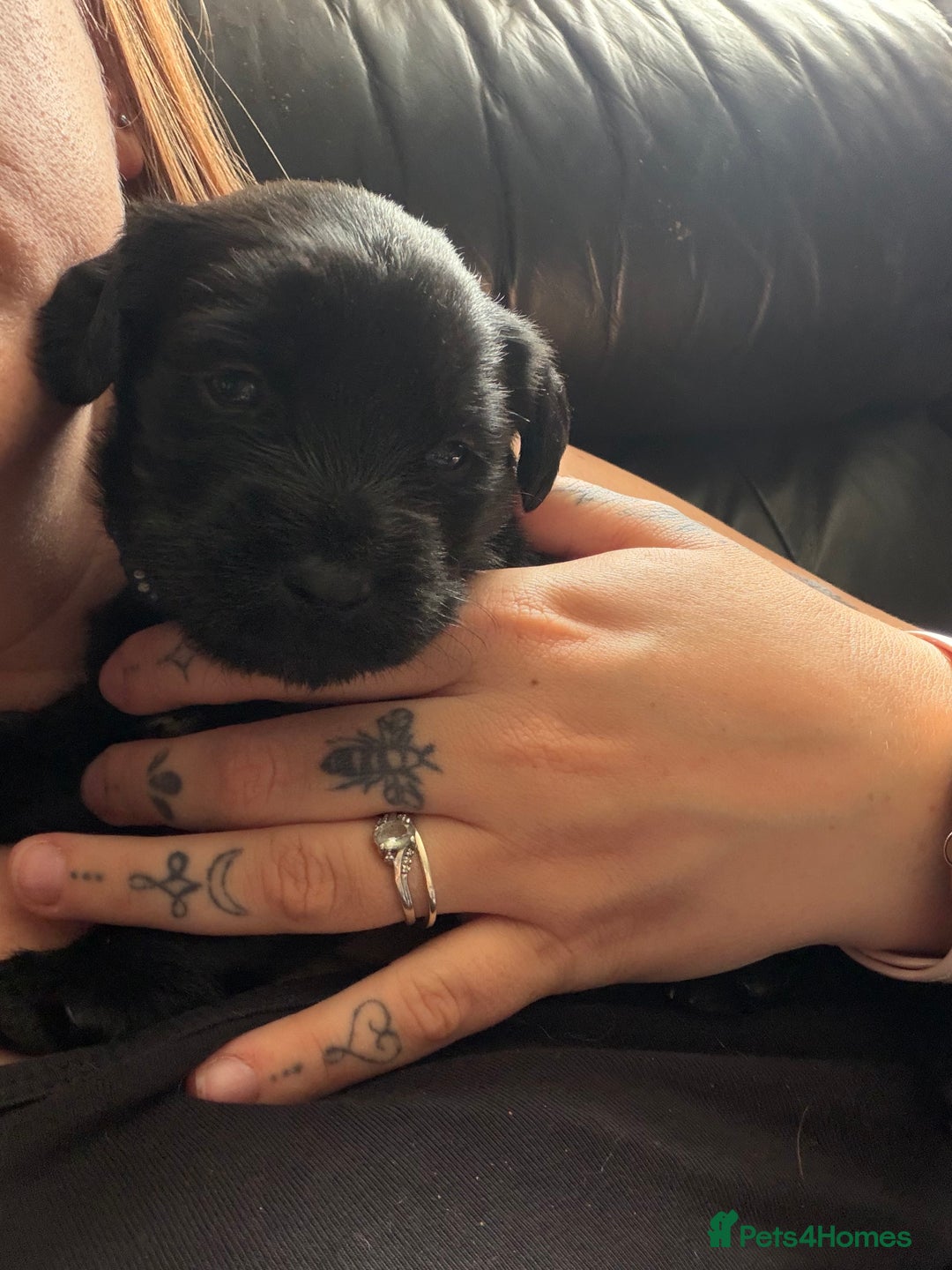 Mixed Breed dogs for sale: Labrador X Yorkshire terrier  - Image 5