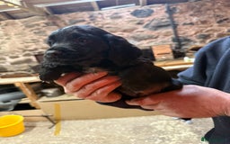 Cocker Spaniel dogs for sale: Cocker spaniel puppies - Image 10