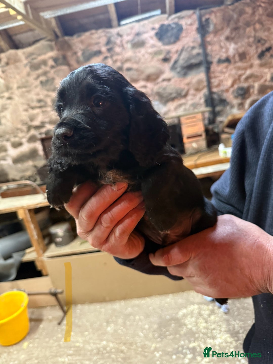 Cocker Spaniel dogs for sale: Cocker spaniel puppies - Image 10