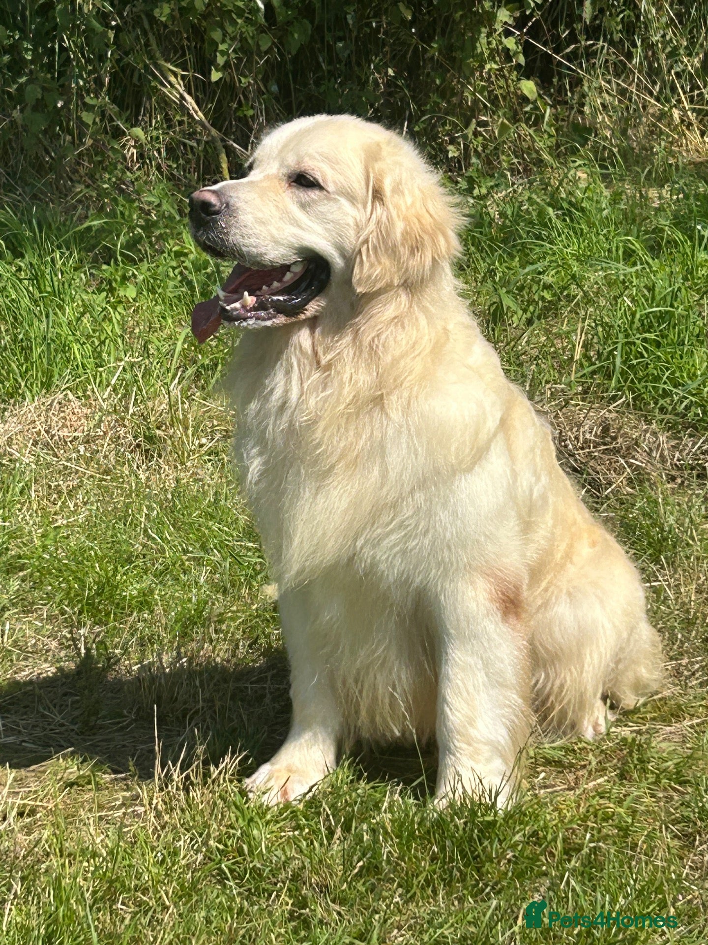 Golden Retriever dogs for sale: Kc reg cream retriever pups ICT clear - Advert 1