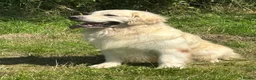 Golden Retriever dogs for sale: Kc reg cream golden retriever pups - Advert 9