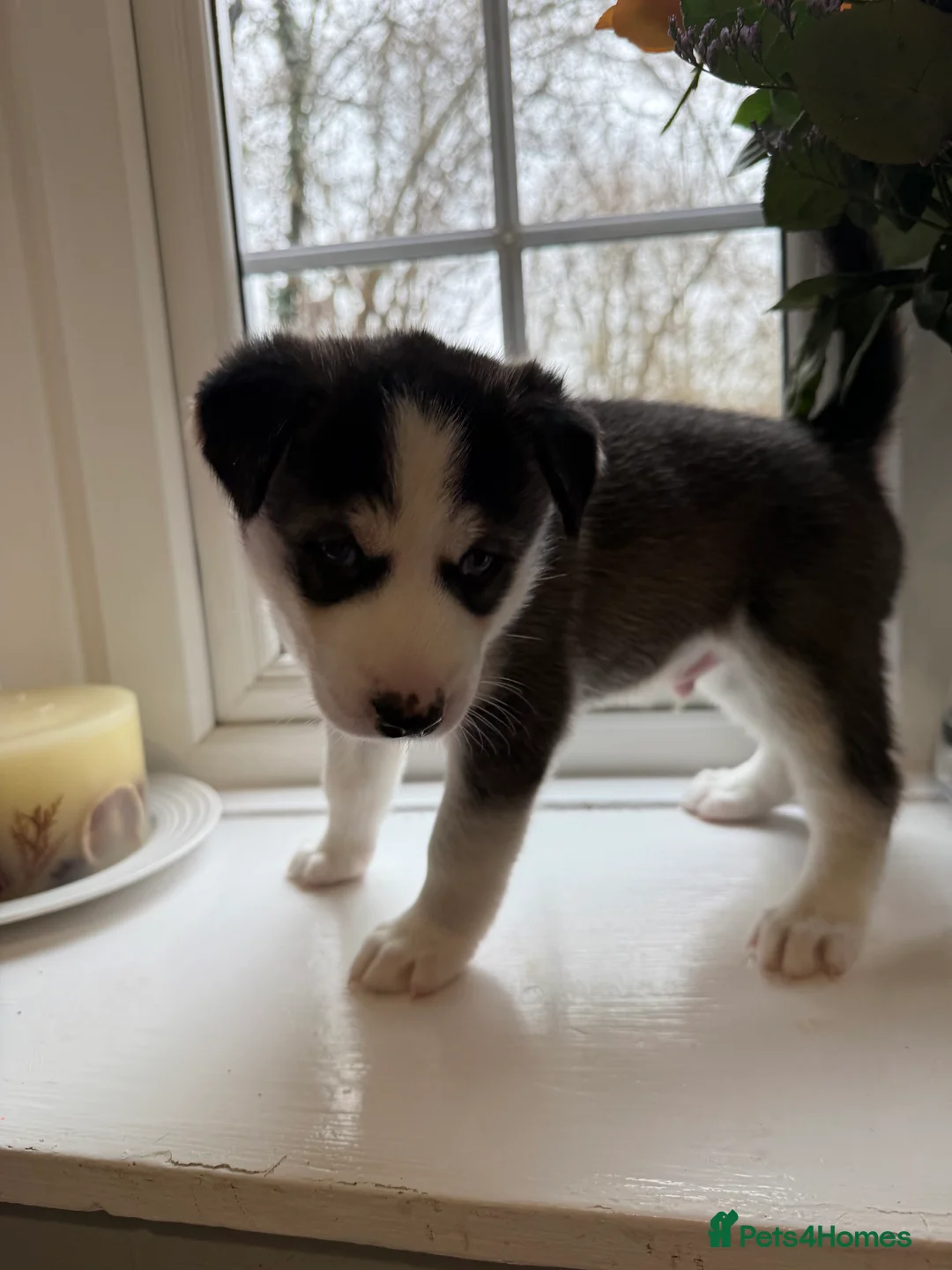 Siberian Husky dogs for sale: Gorgeous, Healthy & Fully Insured Siberian puppies in Stanmore - Advert 38