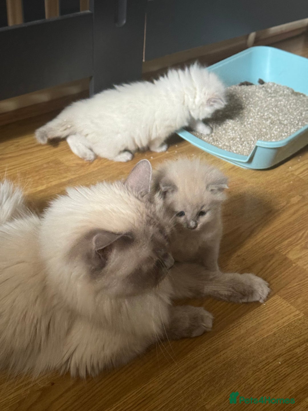 Ragdoll cats for sale: Rare Mink and blue mitted Ragdoll kittens  - Image 7