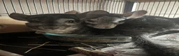 Chinchilla rodents for sale: 3 female chinchillas  in Derby - Advert 1