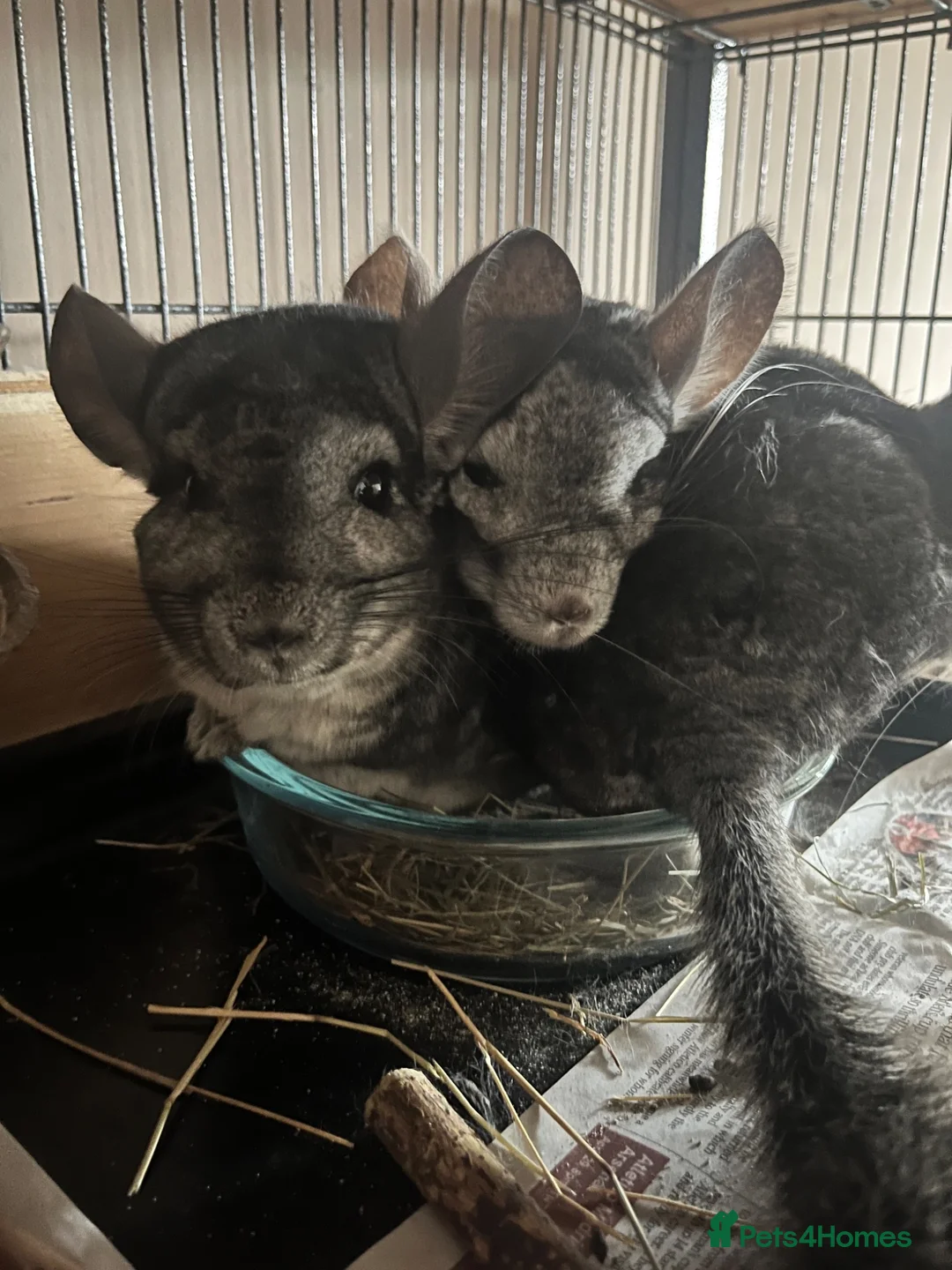 Chinchilla rodents for sale: 3 female chinchillas  in Derby - Advert 1