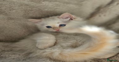 Ragdoll cats - Advert 6