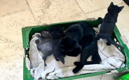 Mixed Breed cats for sale: Little black female kittens!  - Image 8