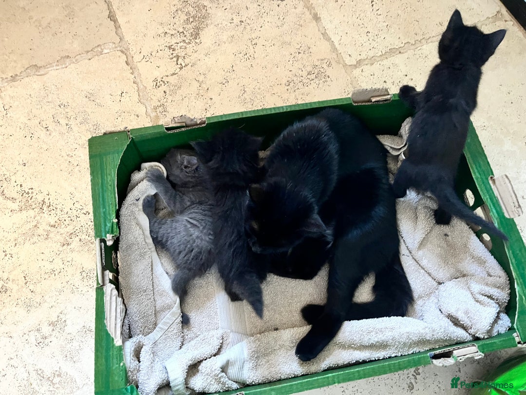 Mixed Breed cats for sale: Little black female kittens!  - Image 8