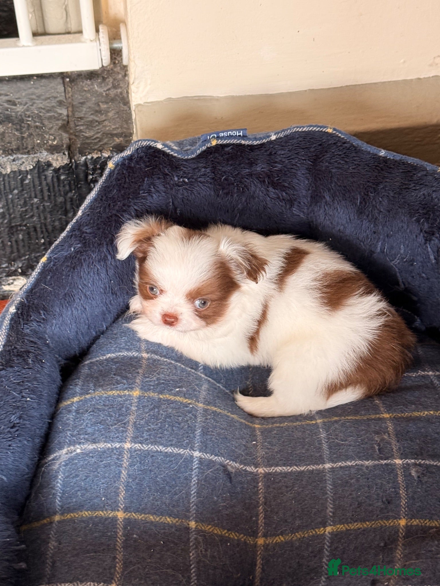 Chihuahua dogs Super fluffy long coat tiny chihuahua - Advert 1