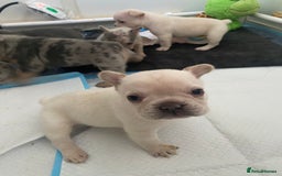 French Bulldog dogs for sale: Frenchie puppies  - Image 6