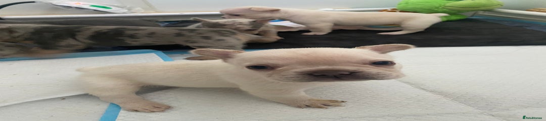 French Bulldog Puppy 1